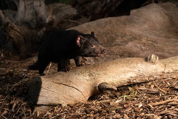 Nahaufnahme Eines Tasmanischen Teufels Boden Australien — Stockfoto