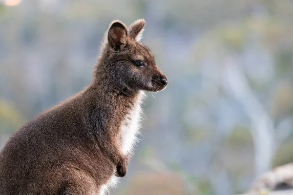 Avustralya Nın Tazmanya Meehan Sıradağları Nda Bir Wallaby — Stok fotoğraf