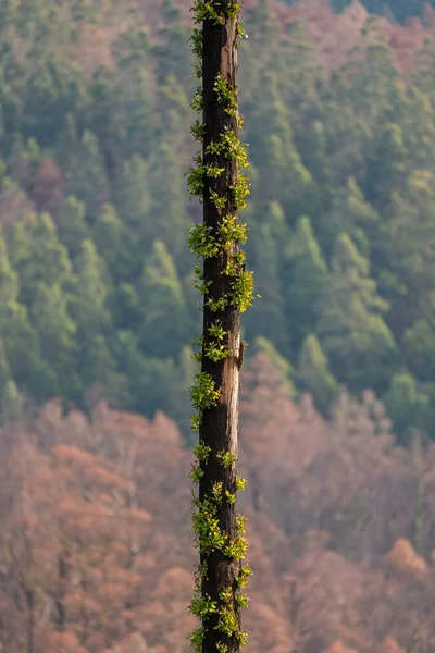 Odrastanie Eukaliptusa Obszarach Dotkniętych Pożarem Krzewów Tasmania Australia — Zdjęcie stockowe