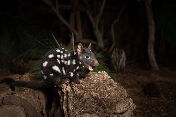 Closeup Shot Eastern Quoll Dasyurus Viverrinus Tasmania Australia — Stock Photo, Image