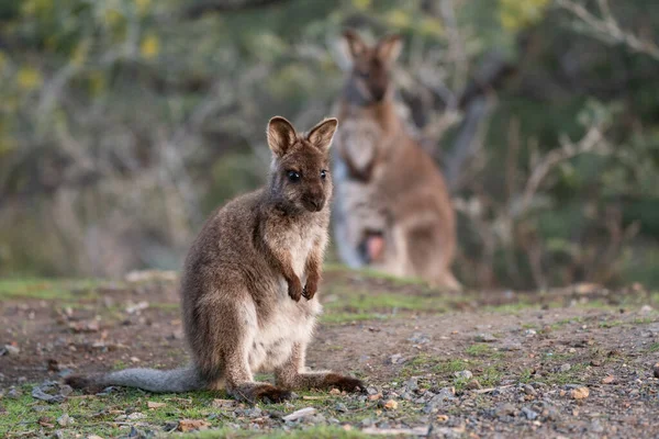 Primer Plano Wallaby Tasmania Australia — Foto de Stock