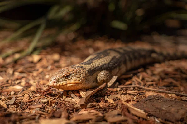 Nahaufnahme Einer Blauzüngigen Eidechse Auf Hackschnitzeln Australien — Stockfoto