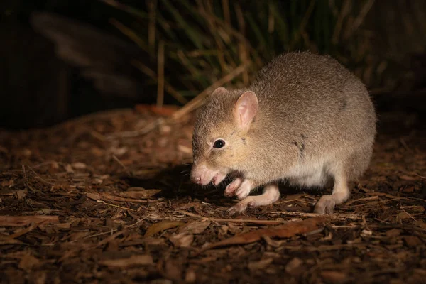 Gros Plan Bettong Sol Tasmanie Australie — Photo