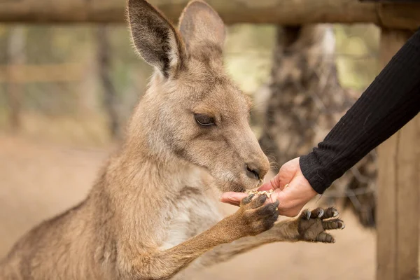 Tazmanya Avustralya Elle Beslenen Bir Forester Kangurusu — Stok fotoğraf
