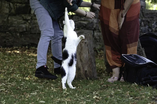 Bahçede Bir Parça Ekmek Yakalamaya Çalışan Komik Bir Kedinin Yakın — Stok fotoğraf