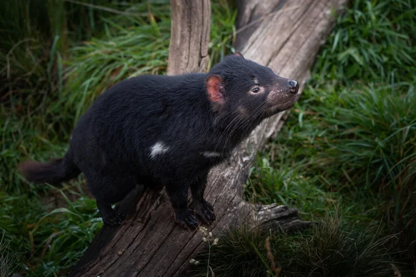 Nahaufnahme Eines Tasmanischen Teufels Auf Der Jagd Australien — Stockfoto