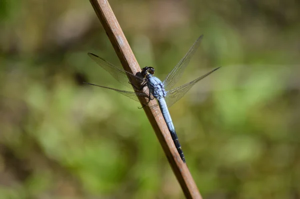 Eine Selektive Nahaufnahme Einer Blauen Libelle Libellula Incesta Auf Einem — Stockfoto