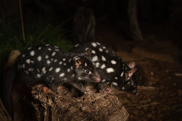 Closeup Shot Two Eastern Quolls Dasyurus Viverrinus Tasmania Australia — Stock Photo, Image