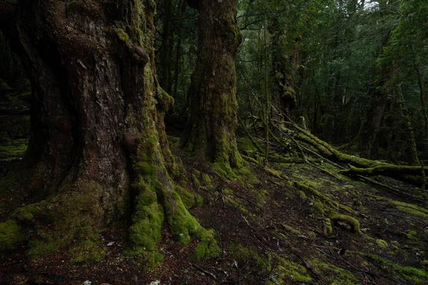 Old Growth Mysterious Forest Walkway Cradle Valley Tasmania Australia — Stock Photo, Image