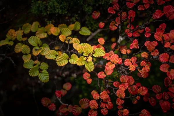 Цвета Осенних Листьев Nothofagus Gunnii Fagus Tree Горах Тасмании Австралия — стоковое фото