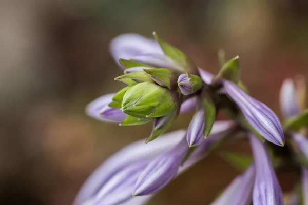 Selektivní Trvalý Hosta Květinové Pupeny Zahradě — Stock fotografie