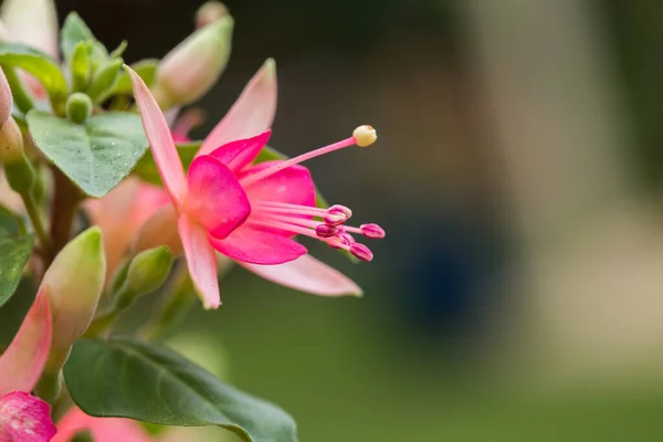 Eine Selektive Nahaufnahme Von Rosa Fuchsienblüten Einem Garten — Stockfoto