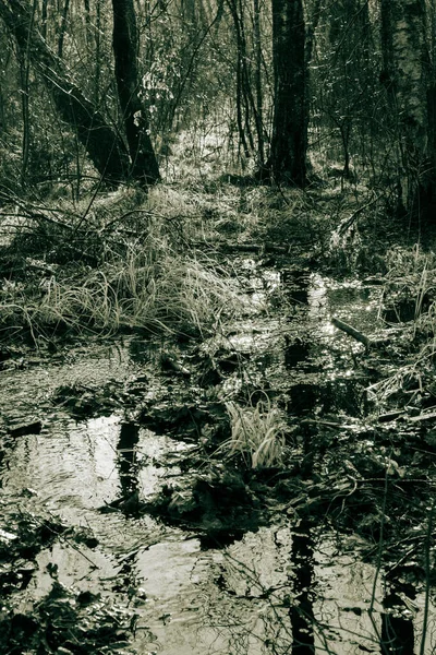 Plan Vertical Une Forêt Après Pluie Gothenburg Suède — Photo