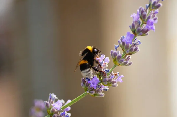 Μια Μέλισσα Μαζεύει Νέκταρ Ένα Λουλούδι Λεβάντας Κοντινό Πλάνο Δυνατό — Φωτογραφία Αρχείου