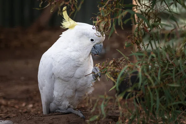 Primer Plano Una Cacatúa Con Cresta Azufre Suelo Cerca Planta — Foto de Stock