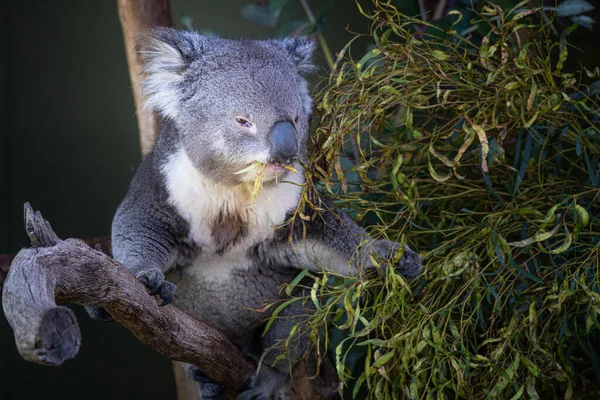 Avustralya Bir Ağaçtaki Koala Nın Yakın Plan Fotoğrafı — Stok fotoğraf