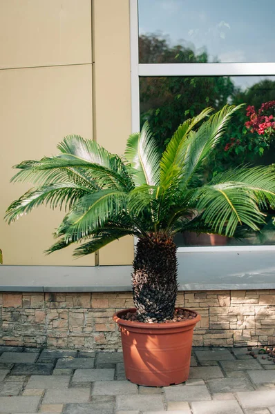 Bir Palmiye Ağacının Güzel Bir Görüntüsü — Stok fotoğraf