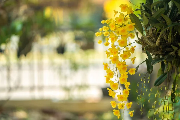 Close Amarelo Ascocentrum Miniatum Orquídeas Selvagens Crescendo Jardim — Fotografia de Stock