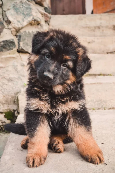 Primer Plano Perro — Foto de Stock