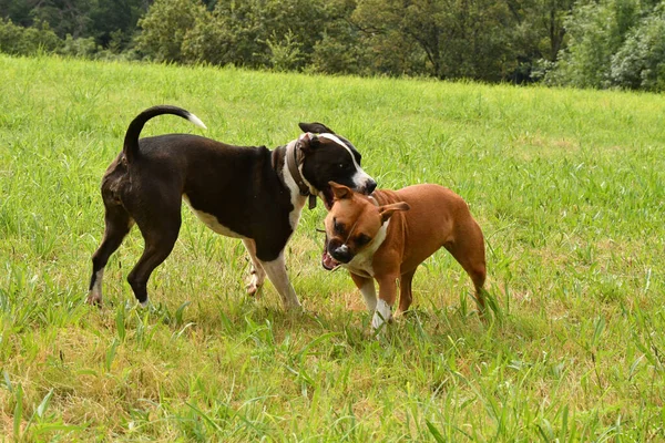 Twee Amerikaanse Staffordshire Terrier Honden Die Samen Spelen — Stockfoto