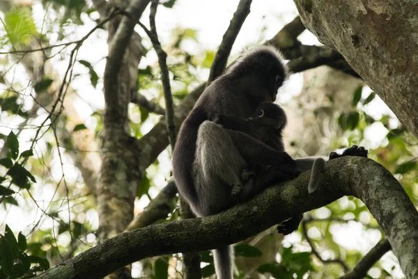 Nízký Úhel Záběr Matky Opice Drží Své Dítě Větvi Stromu — Stock fotografie
