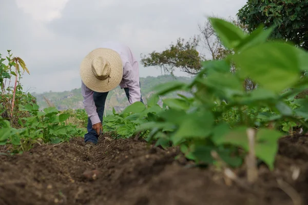 Foto Selektif Seorang Petani Hispanik Kebunnya Meksiko — Stok Foto