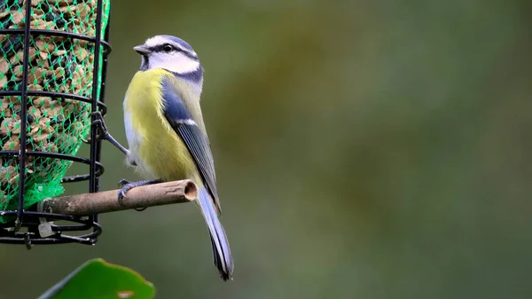 Closeup Eurasian Blue Tit Perched Bird Feeder — стоковое фото