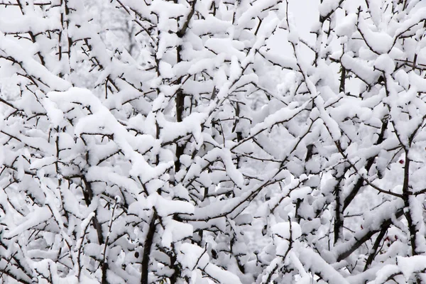 Árboles Cubiertos Nieve Ramas Bosque Durante Invierno Georgia —  Fotos de Stock