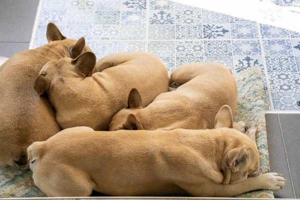 Close Bonito Francês Bulldogs Juntos Livre — Fotografia de Stock