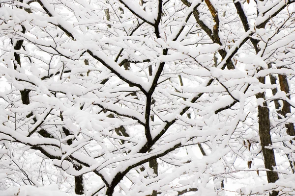 Georgia Kış Boyunca Ormandaki Karla Kaplı Ağaçlar Dallar — Stok fotoğraf