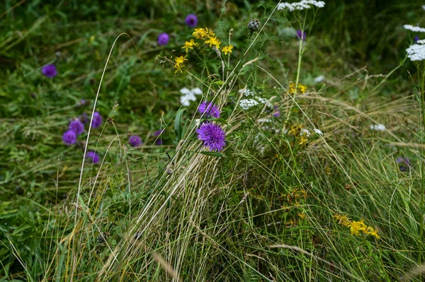 Zbliżenie Ujęcie Purpurowych Żółtych Dzikich Kwiatów Rosnących Gęstych Leśnych Dzikich — Zdjęcie stockowe