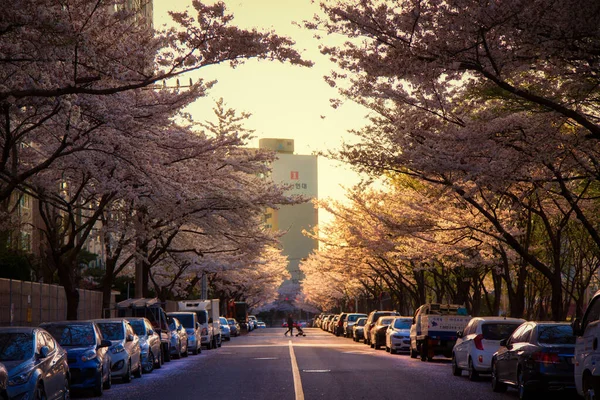 Ulsan Korea Süd Apr 2018 Eine Nahaufnahme Von Kirschblüten Zur — Stockfoto