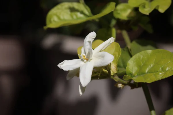 Tiro Close Uma Flor Branca Jasminum — Fotografia de Stock