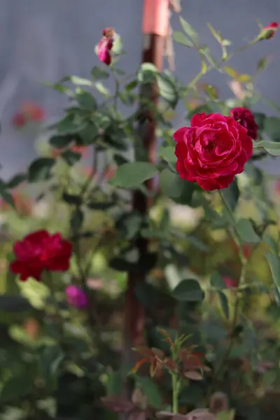 Tiro Close Foco Raso Uma Rosa Vermelha — Fotografia de Stock