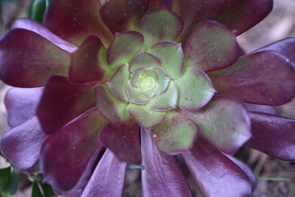 Close Shot House Plant Leaves — Stock Photo, Image