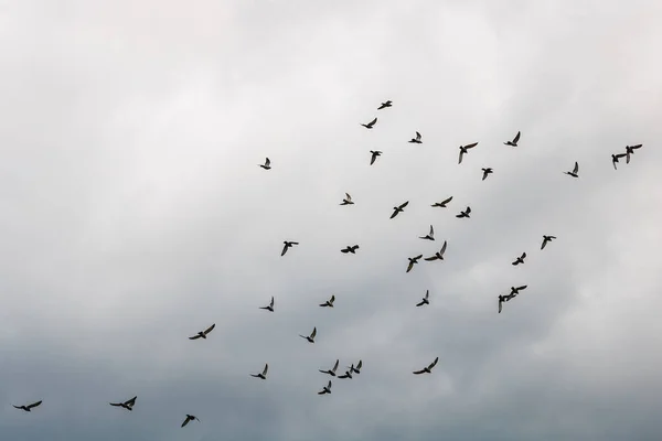 Troupeau Pigeons Volant Dans Ciel Nuageux — Photo