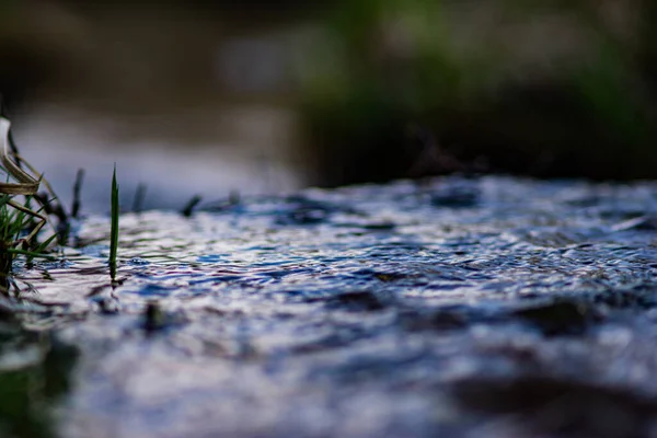 Young Green Sprouts Wet Ground Early Spring — Stock Photo, Image