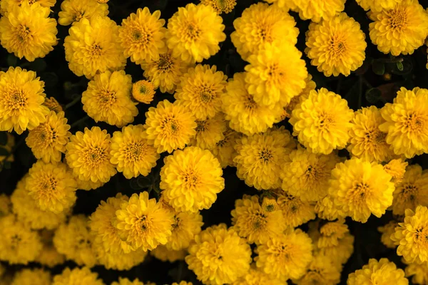 Hermosas Flores Crisantemo Amarillo Brillante Mamás Otoño —  Fotos de Stock
