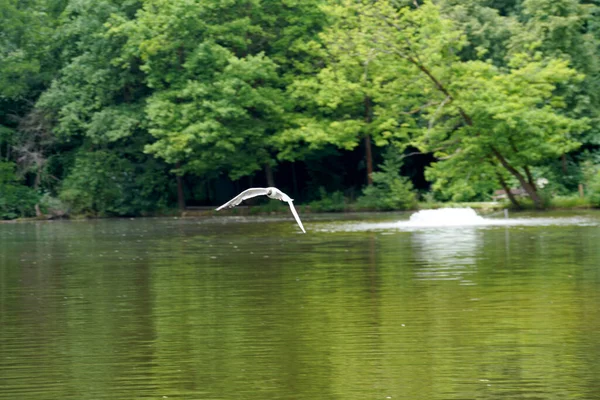 Une Sélection Oiseau Volant Dessus Lac — Photo