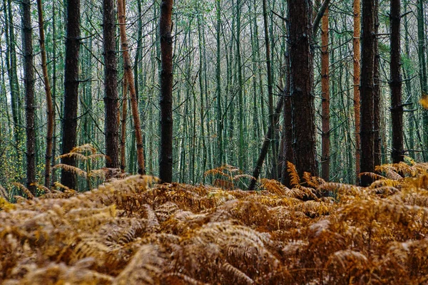 地面に黄金色で乾燥したシダの森の中の背の高い松の木の風景 — ストック写真