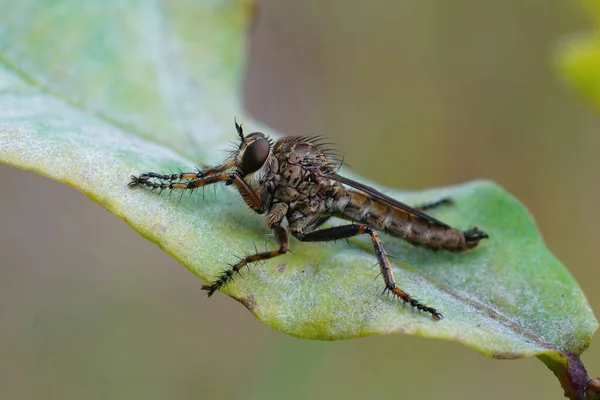 Primer Plano Robberfly Cola Cometa Sobre Una Hoja Verde — Foto de Stock