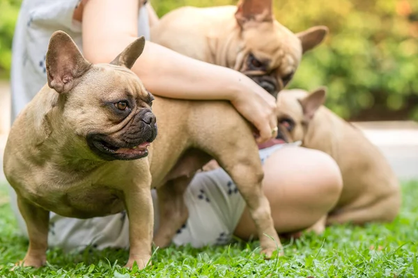 Uma Pessoa Brincando Com Três Bulldogs Franceses Bonitos — Fotografia de Stock