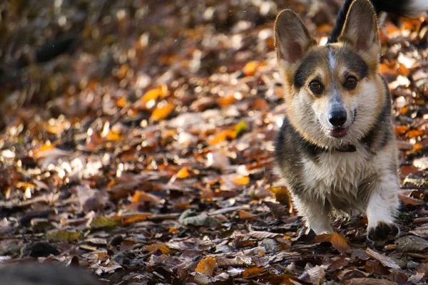Крупним Планом Милий Коргі Собака Прогулянки Лісі Восени — стокове фото