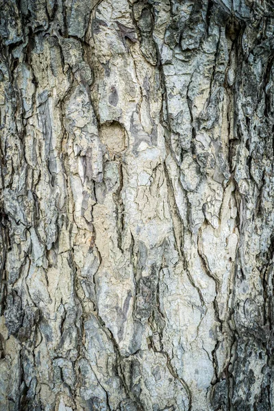 Вертикальний Знімок Текстури Кори Дерева — стокове фото