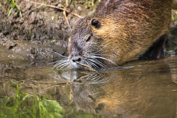 Closeup Shot Cute Nutria Drinking Water Puddle — Stock Photo, Image
