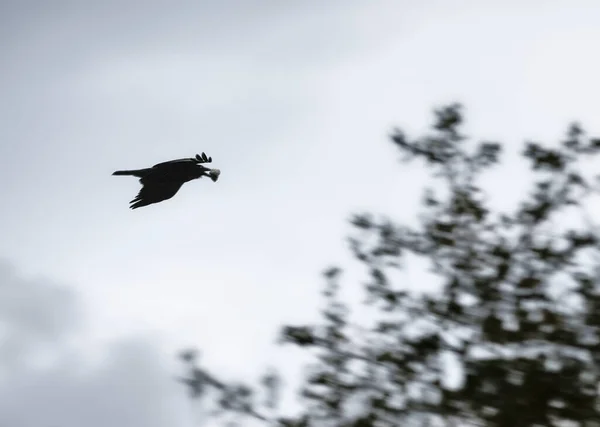 Pájaro Vuelo Contra Árboles Borrosos Cielo Nublado —  Fotos de Stock