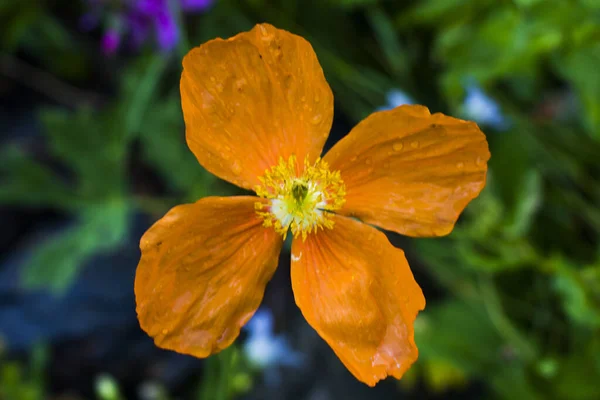 Знімок Мака Оранжевого Каліфорнійського Кольору — стокове фото