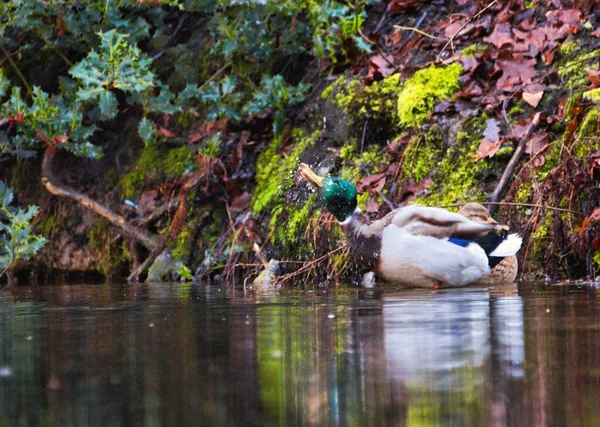一只野鸭在树林里的池塘边游泳时的特写镜头 — 图库照片