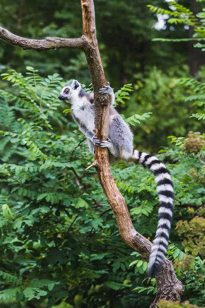 Vertical Shot Lemur Tree Branch — Stock Photo, Image