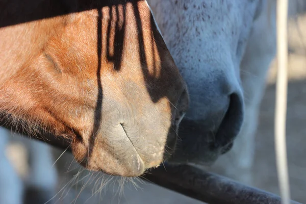 Tiro Perto Duas Bocas Cavalo Perto Outro Sob Raios Sol — Fotografia de Stock